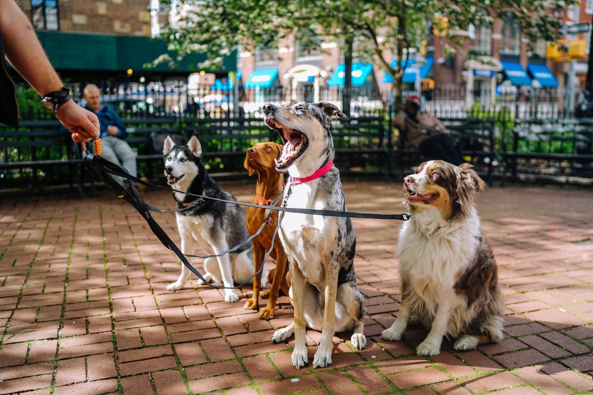 Prise de rendez-vous en ligne garde d'animaux